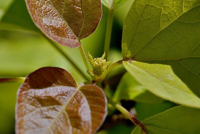 Catalpa bignonioides 'Aurea' - katalpa obecná - pupen